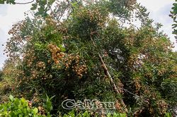 Giá đầu vụ sụt giảm, người trồng nhãn lo lắng