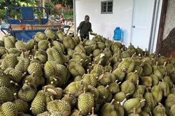 Giá sầu riêng lao dốc, điểm nghẽn không chỉ nằm ở thị trường