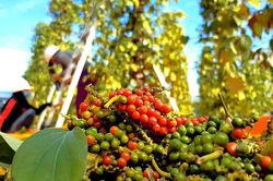 Gi&aacute; ti&ecirc;u h&ocirc;m nay 4/7: Đi ngang, cao nhất 135.000 đồng/kg