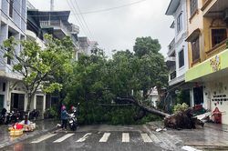 Nhiều cây xanh ở Móng Cái bật gốc do mưa bão số 1
