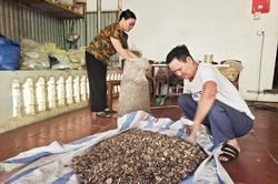 Gìn giữ 'kho báu' thuốc Nam dưới chân núi Tản