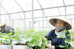 Chuyển đổi xanh ở xã Hồng Sơn: Đặt nền tảng cho vùng kinh tế xanh bền vững