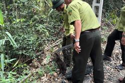 Nhiều lo&agrave;i động vật hoang d&atilde; qu&yacute;, hiếm ở Kh&aacute;nh H&ograve;a được thả về rừng tự nhi&ecirc;n
