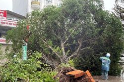 Bão Maysak gây nhiều thiệt hại tại Quảng Ninh