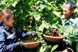 Nông nghiệp tái sinh đang thay đổi tích cực ngành cà phê Việt Nam