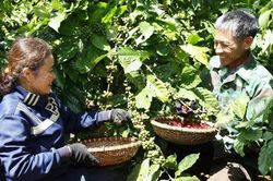 Nông nghiệp tái sinh mở hướng phát triển bền vững cho ngành cà-phê Việt Nam