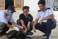 Ki&ecirc;n quyết xử l&yacute; nạn ch&oacute; m&egrave;o thả r&ocirc;ng, kh&ocirc;ng c&oacute; người nhận sẽ đưa về khu nu&ocirc;i nhốt tập trung để xử l&yacute;