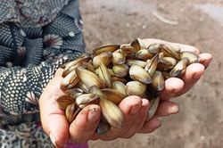 Luyện mắt tinh, tay nhanh, người dân Ninh Bình săn 'lộc trời' dưới lớp cát
