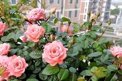 Top 5 loài cây được mệnh danh là 'cây hạnh phúc' cho không gian sống
