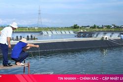 Người nuôi tôm Hà Tĩnh làm gì trước 'áp lực kép'?