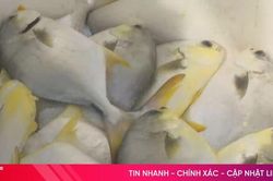 Nu&ocirc;i c&aacute; chim v&acirc;y v&agrave;ng theo VietGAP: Chuẩn h&oacute;a để n&acirc;ng tầm