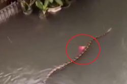Vừa mở cửa sổ, người dân phát hiện cảnh tượng 'nổi da gà'
