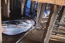 Thấy cảnh tượng lạ dưới ngôi nhà gỗ, người dân ùn ùn kéo tới xem