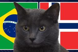 Mèo 'tiên tri' dự đoán kết quả trận Brazil vs Na Uy: Cách biệt sít sao