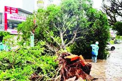 Bão số 1 vào Quảng Ninh, gió giật cấp 11