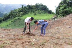 Chiềng Sinh tập trung chăm sóc cà phê trồng mới