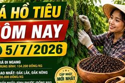 Giá tiêu hôm nay 5/7: Cao nhất 135.000 đồng/kg