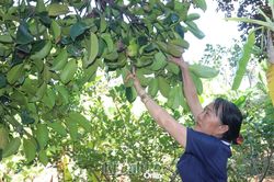 Thêm thu nhập từ cây măng cụt