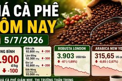 Giá cà phê hôm nay 5/7: Giảm nhẹ, Robusta London đỏ sàn