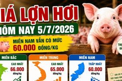 Giá lợn hơi hôm nay 5/7: Miền Bắc giữ vùng cao 66.000 đồng/kg