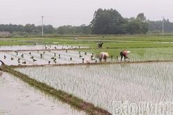 Tập trung sản xuất vụ M&ugrave;a đ&uacute;ng khung thời vụ