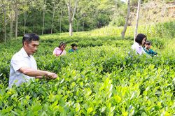 Vùng chè Thượng Minh chờ sức bật mới