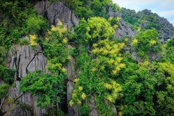 Quảng Ninh: Hoa Phát tài nở giữa vận hội mới
