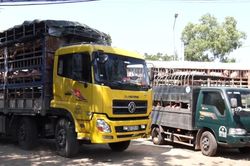 Mở rộng kiểm soát an toàn thực phẩm tại nguồn ở TP Hồ Chí Minh