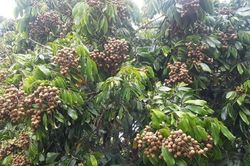 Loại quả đặc sản có ở Hưng Yên giá 300.000 đồng/kg, trồng một cây gia đình sung túc, thành vật báu gia truyền