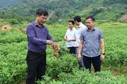 Phát huy cây trồng chủ lực, mở rộng liên kết nâng cao giá trị nông nghiệp