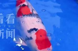 Một con cá Koi vừa được bán với giá 15,5 tỷ đồng, mang trong mình dòng máu đặc biệt
