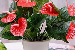 Cây phong thủy để bàn làm việc cho tuổi Dậu theo từng niên mệnh mang lại bình an