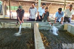 Hàng trăm hộ nuôi lươn ở Vị Thủy chật vật vì giá giảm, tồn đọng kéo dài