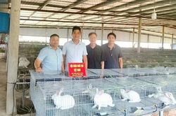 Kiến nghị điều chỉnh giảm phí kiểm soát giết mổ đối với thỏ