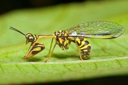 Vòng đời đáng kinh ngạc của sinh vật trông như chuồn chuồn lai bọ ngựa