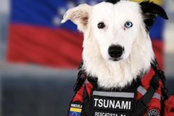 Những 'anh hùng bốn chân' góp công tìm kiếm người sống sót sau động đất Venezuela