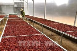 Xuất khẩu cà phê 2026: Tăng sản lượng, khó tăng kim ngạch khi giá giảm sâu