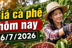 Giá cà phê hôm nay 6/7: Đi ngang ở mức 92.900 đồng/kg