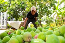 Chi cục Trồng trọt và Bảo vệ thực vật tỉnh sẽ tập huấn, hỗ trợ các xã thực hiện tiêu chí nông thôn mới