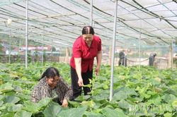 Canh tác xanh, nông sản sạch