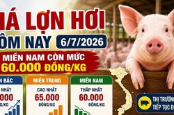 Giá lợn hơi hôm nay 6/7: Miền Nam còn mức 60.000 đồng/kg