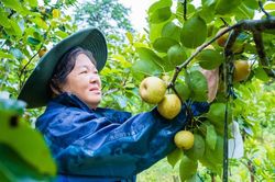 Nông dân xã Mường Khương vào mùa thu hoạch lê Tai nung
