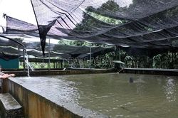 Cá tầm mở hướng làm giàu ở Việt Hồng