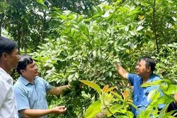 Tiềm năng kinh tế của cây trám đen