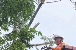 Điện lực Lập Thạch chủ động phát quang hành lang lưới điện, ứng phó với bão số 1