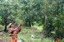 Phát triển kinh tế thúc đẩy xây dựng nông thôn mới