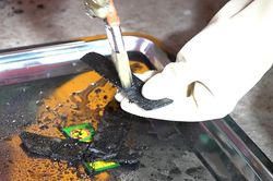 TP.HCM: Tìm thấy 9 hài cốt liệt sĩ cùng nhiều di vật tại Công viên Lê Thị Riêng