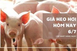 Ngày 6/7: Giá heo hơi dao động từ 60.000 - 66.000 đồng/kg