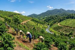 Vùng nguyên liệu cà phê, cao su Lâm Đồng thích ứng quy định châu Âu