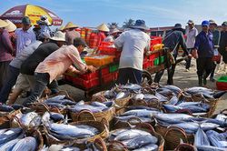 TP. Hồ Chí Minh: Bảo đảm an toàn, nâng cao hiệu quả khai thác hải sản trong mùa mưa bão